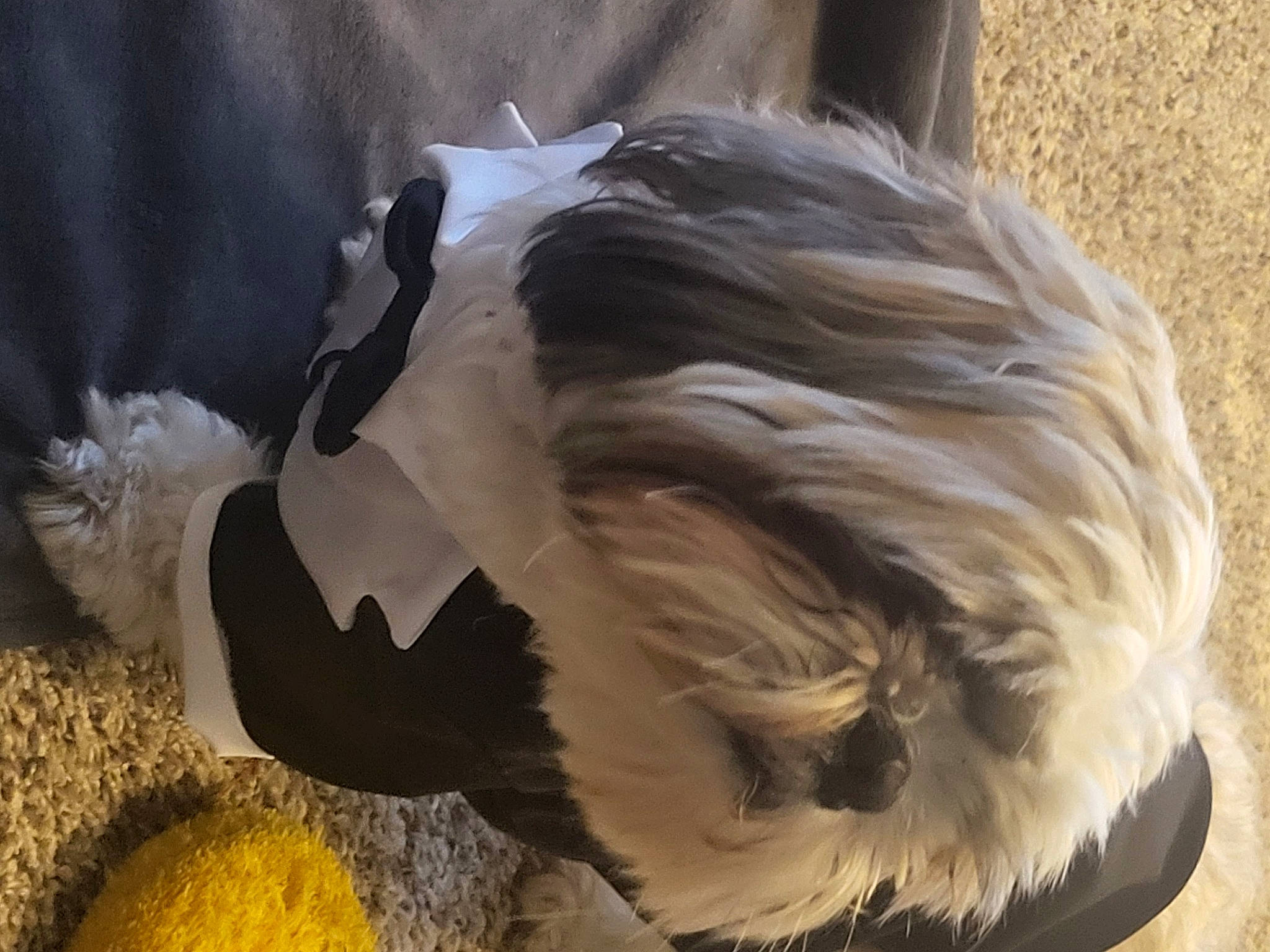 Thor is registered to the contest to win money with this photo: accipitriformes, beak, bird, canidae, carnivore, companion_dog, dog_breed, eye, feather, flightless_bird, fur, liver, snout, sporting_group, tail, terrestrial_animal, toy_dog, wildlife, wing, working_animal