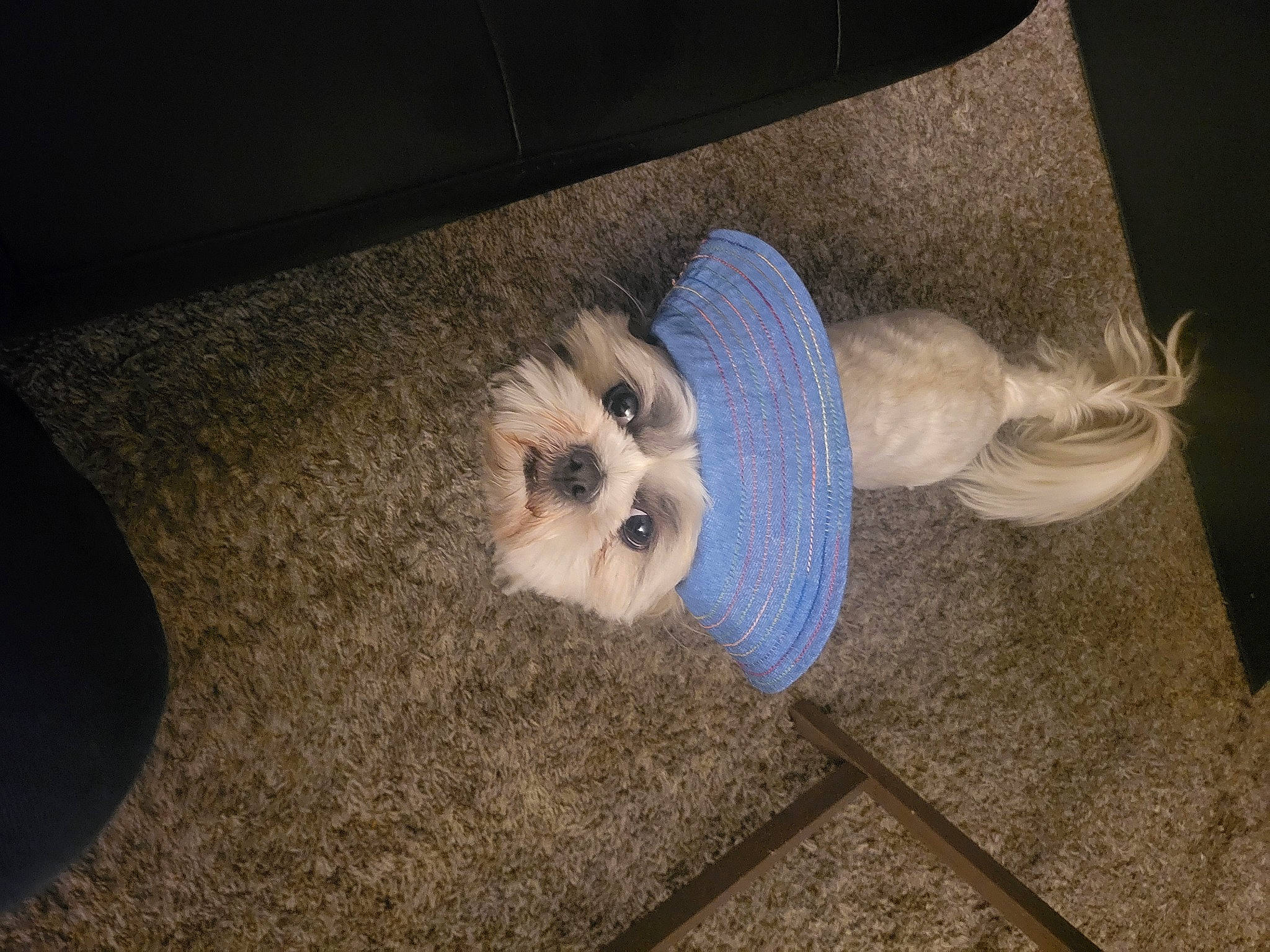 Thor is registered to the contest to win money with this photo: carnivore, comfort, companion_dog, dog, dog_breed, fawn, floor, flooring, foot, fur, grey, small_to_medium_sized_cats, snout, spitz, sporting_group, tail, toy_dog, whiskers, wood, working_animal