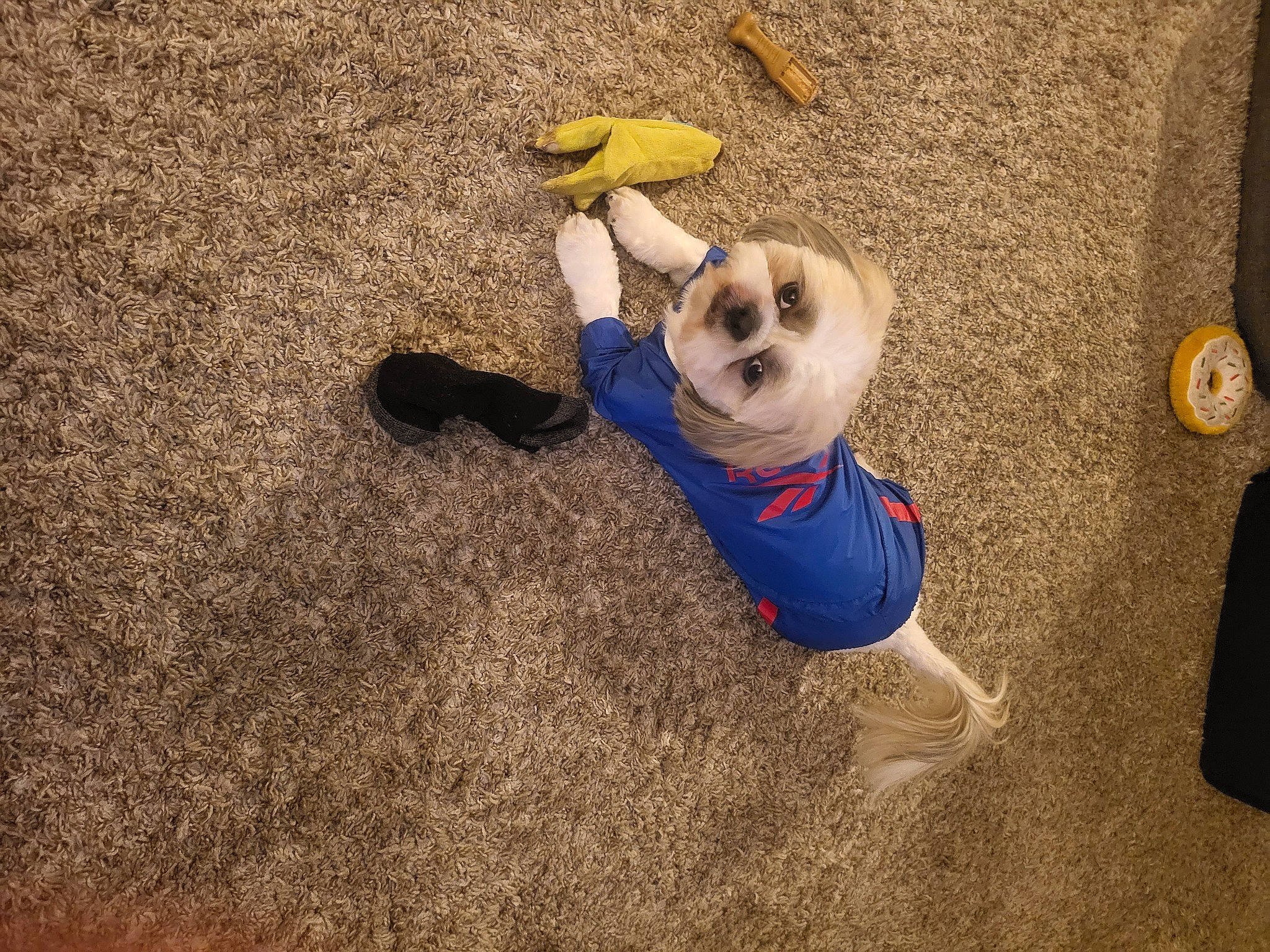 Thor joined the competition — help win amazing prizes! adventure, canidae, carnivore, comfort, companion_dog, dog, dog_breed, dog_clothes, dog_supply, fawn, flooring, fun, grass, hat, pet_supply, recreation, snout, sporting_group, tail, toy_dog