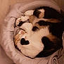 cat, calico, sleeping, curled_up, pet_bed, cozy, feline, indoor, soft, blanket, resting, cute, fur, animal, domestic_cat, relaxed, warm, heart_shape, comfortable, nest
