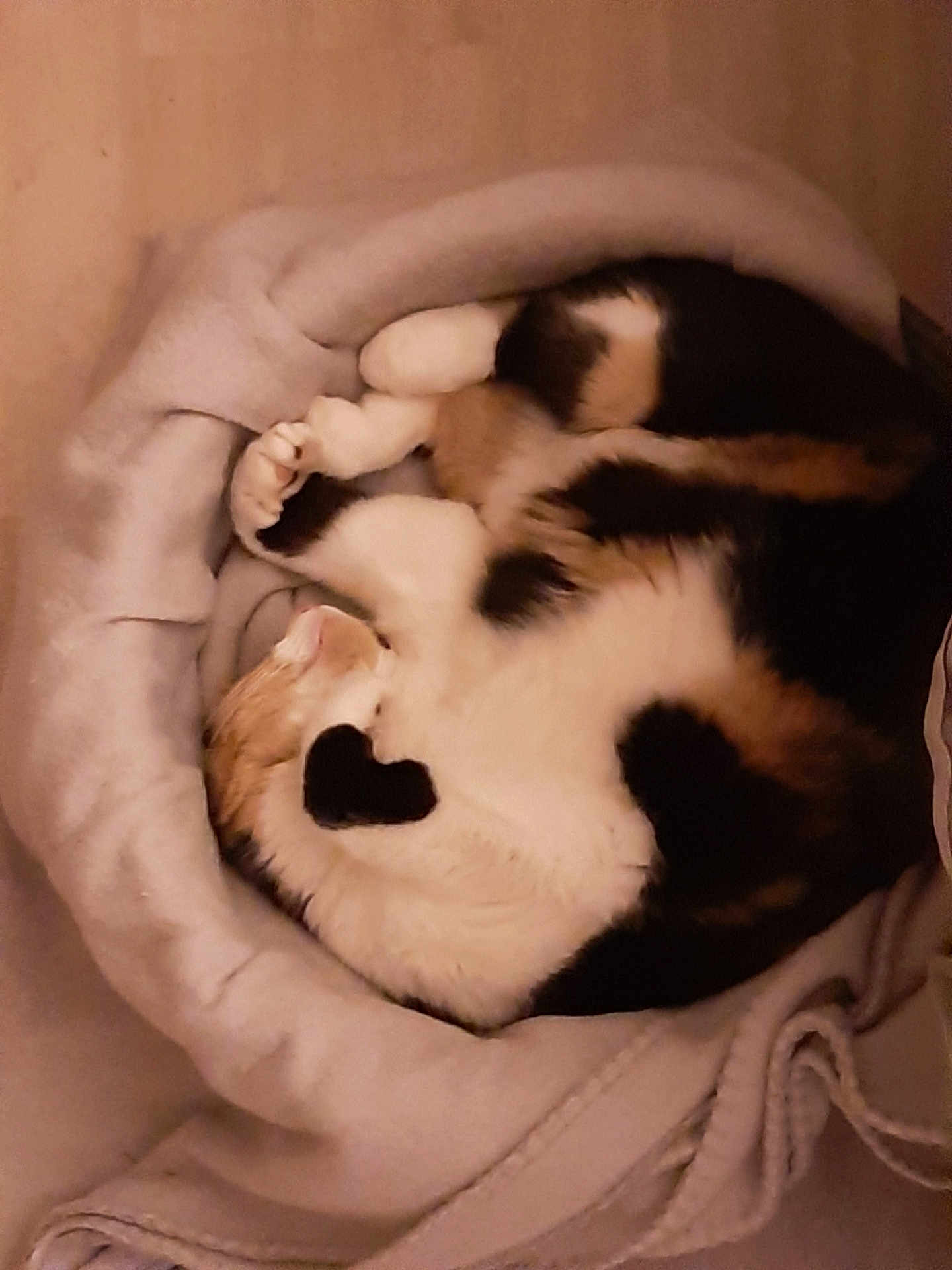 Pixel participe au concours pour gagner de l'argent avec cette photo : cat, calico, sleeping, curled_up, pet_bed, cozy, feline, indoor, soft, blanket, resting, cute, fur, animal, domestic_cat, relaxed, warm, heart_shape, comfortable, nest