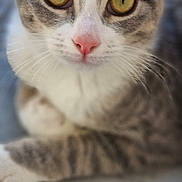 Fripouille a rejoint le concours — aidez-le/la à gagner de superbes lots ! abyssinian, angora, animal, cat, egyptiancat, kitten, manx, pet