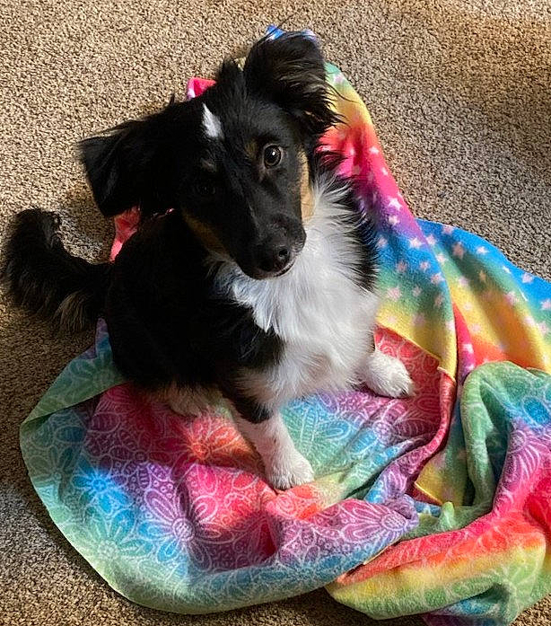 Samson is registered to the contest to win money with this photo: canidae, carnivore, collar, comfort, companion_dog, dog, dog_breed, dog_clothes, dog_collar, dog_supply, fawn, fur, magenta, paw, pet_supply, snout, sporting_group, tail, toy, working_animal