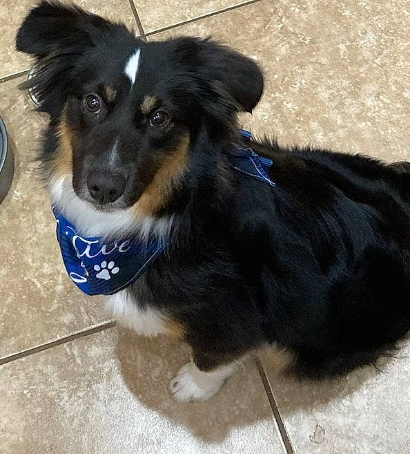 Samson is registered to the contest to win money with this photo: australian_collie, bernese_mountain_dog, border_collie, canidae, carnivore, companion_dog, dog, dog_breed, electric_blue, fur, herding_dog, sporting_group, whiskers, working_animal, working_dog