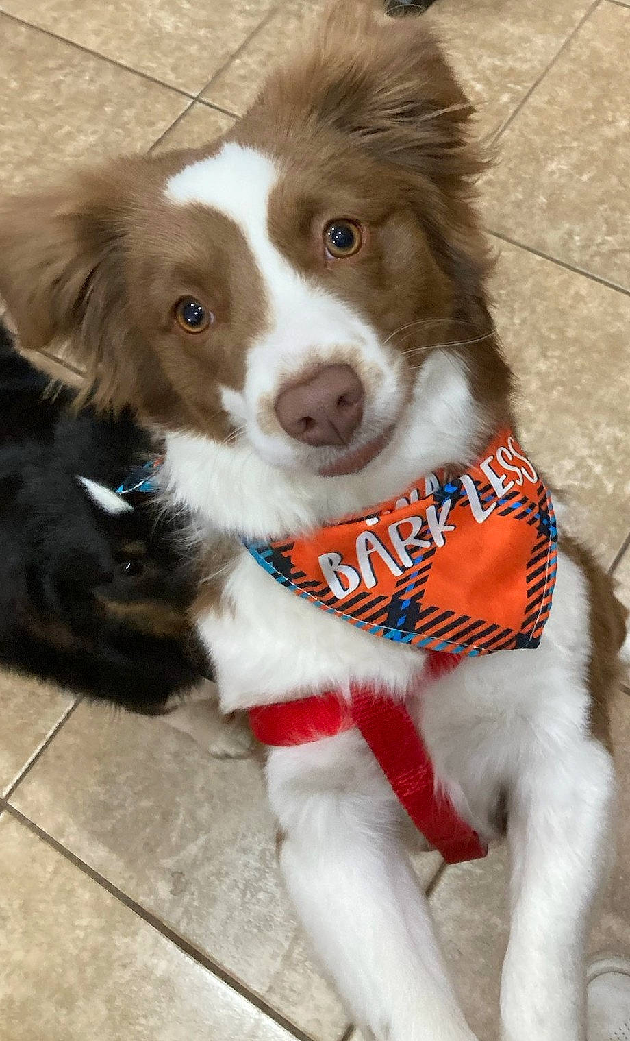 Baylee is registered to the contest to win money with this photo: border_collie, carnivore, companion_dog, dog, dog_breed, fur, liver, snout, sporting_group, whiskers, working_animal, working_dog