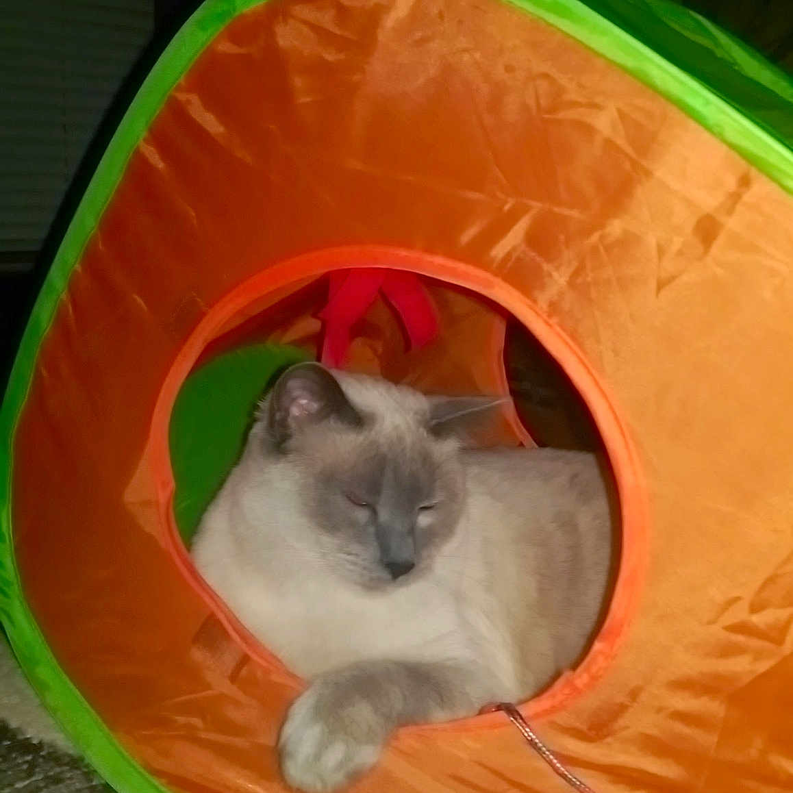 Stella