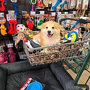 Asgeir a rejoint le concours — aidez-le/la à gagner de superbes lots ! blanket, chew_toys, colorful, commerce, dog, dog_toys, furry, happy, leisure, packaging, pet_accessories, pet_store, plastic_toys, puppy, retail, shelf, shopping_cart, smiling, store_aisle, tongue_out