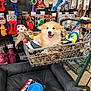 blanket, chew_toys, colorful, commerce, dog, dog_toys, furry, happy, leisure, packaging, pet_accessories, pet_store, plastic_toys, puppy, retail, shelf, shopping_cart, smiling, store_aisle, tongue_out