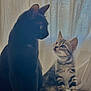 cat, kitten, black_cat, striped_cat, pets, animals, indoor, curtain, sitting, looking_up, feline, adorable, companions, fur, whiskers, cute, domestic, side_by_side, light, shadow