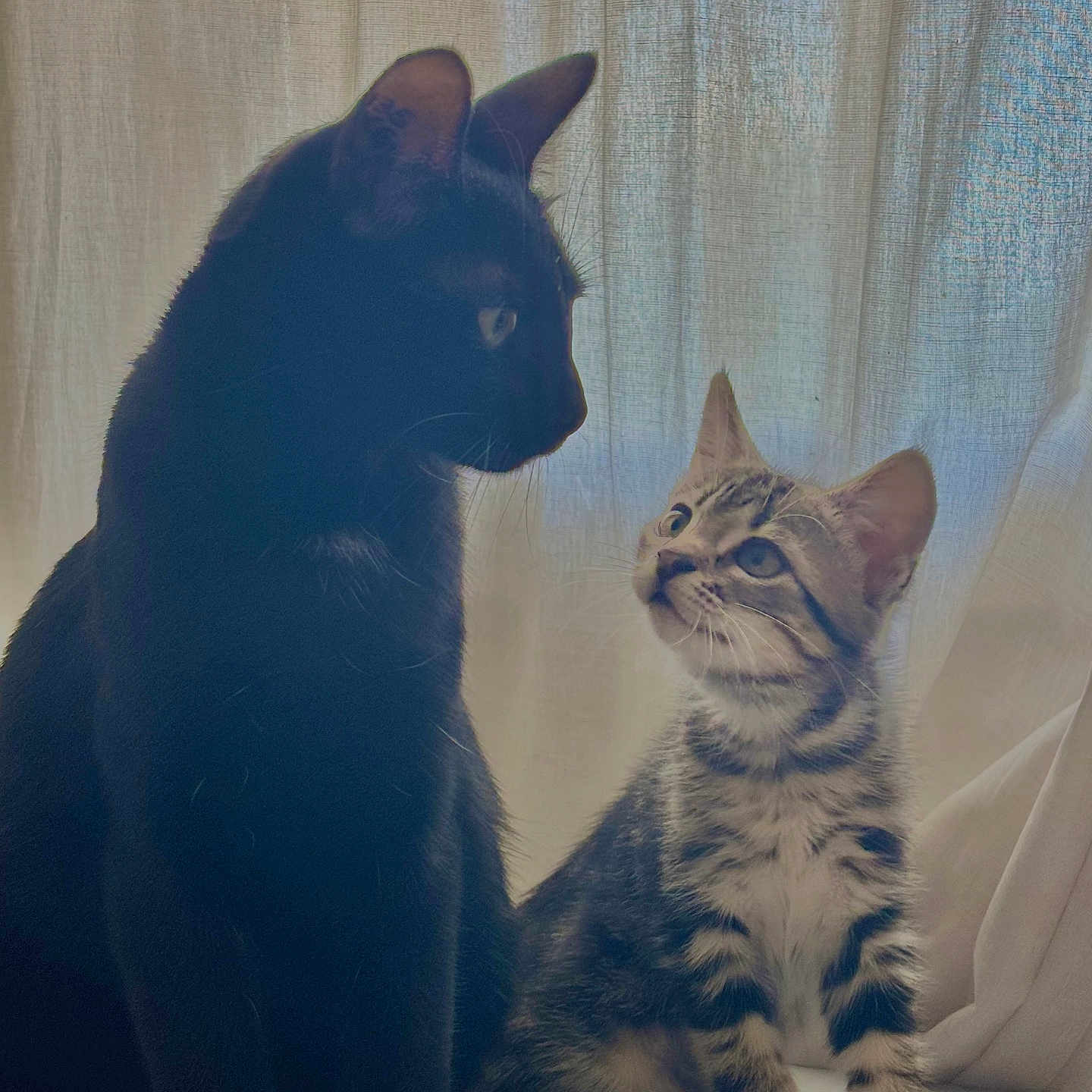 Luna Et Eliot a rejoint le concours — aidez-le/la à gagner de superbes lots ! adorable, animals, black_cat, cat, companions, curtain, cute, domestic, feline, fur, indoor, kitten, light, looking_up, pets, shadow, side_by_side, sitting, striped_cat, whiskers