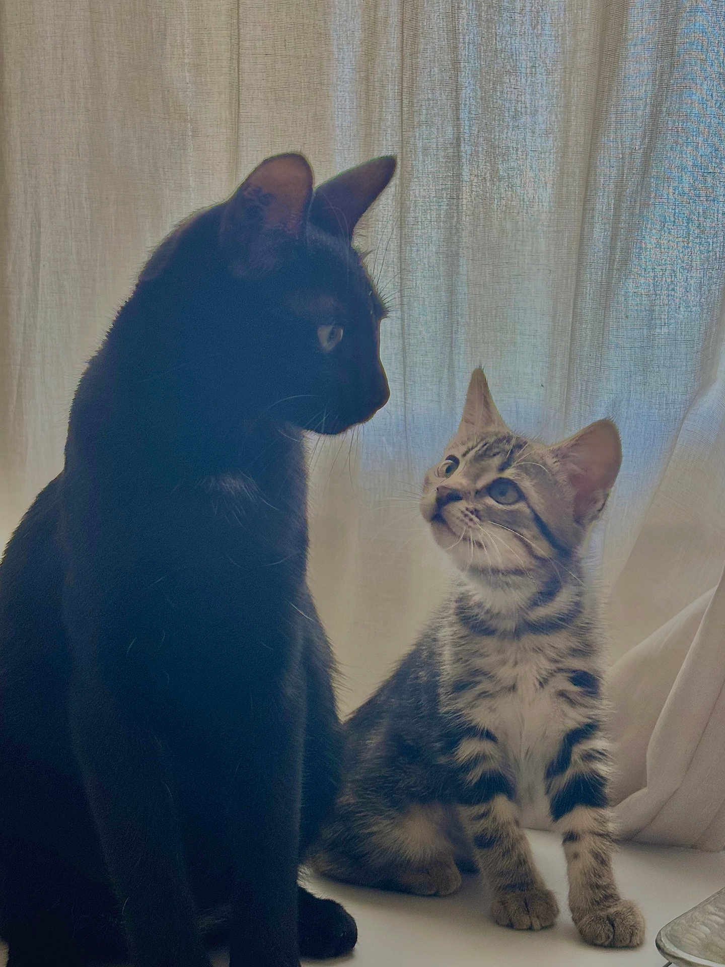 Luna Et Eliot a rejoint le concours — aidez-le/la à gagner de superbes lots ! cat, kitten, black_cat, striped_cat, pets, animals, indoor, curtain, sitting, looking_up, feline, adorable, companions, fur, whiskers, cute, domestic, side_by_side, light, shadow