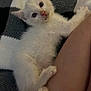 kitten, white_cat, pet, animal, feline, cute, young_animal, fur, paw, leg, blanket, indoor, resting, looking_up, cozy, soft, domestic_animal, companion, curious, relaxed