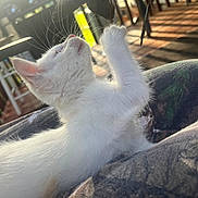 Eddie is registered to the contest to win money with this photo: kitten, white_cat, paw, outdoor, sunlight, porch, wooden_railings, shadow, feline, pet, fur, whiskers, curious, young_cat, animal, closeup, playful, relaxing, nature, daylight