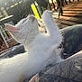 kitten, white_cat, paw, outdoor, sunlight, porch, wooden_railings, shadow, feline, pet, fur, whiskers, curious, young_cat, animal, closeup, playful, relaxing, nature, daylight