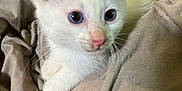 Eddie joined the competition — help win amazing prizes! kitten, white_cat, blue_eyes, pet, animal, fur, whiskers, ears, cute, curious, indoors, fabric, cloth, texture, closeup, young, small, resting, feline, soft