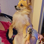 Lanie joined the competition — help win amazing prizes! small_dog, chihuahua, pet, person, hand, paw, fur, ears, indoor, living_room, toys, plush_toys, tie_dye_shirt, wall, framed_picture, sitting, portrait, looking_sideways, cute, home