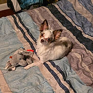 Ally joined the competition — help win amazing prizes! animal, bed, bedspread, brown_fur, cozy, curious, cute, dog, ears, elephant_toy, fur, indoor, looking, lying_down, pet, plush_toy, room, small_dog, striped_bedspread, white_fur