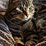 Ferdinand a rejoint le concours — aidez-le/la à gagner de superbes lots ! cat, tabby, pet, feline, animal, fur, whiskers, eyes, ears, paws, blanket, texture, cozy, indoor, resting, closeup, portrait, mammal, cute, relaxed