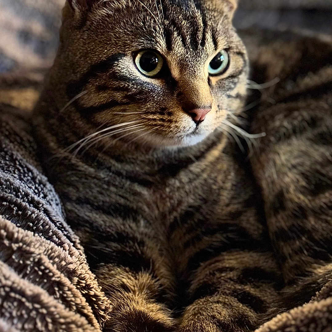 Ferdinand a rejoint le concours — aidez-le/la à gagner de superbes lots ! animal, blanket, cat, closeup, cozy, cute, ears, eyes, feline, fur, indoor, mammal, paws, pet, portrait, relaxed, resting, tabby, texture, whiskers