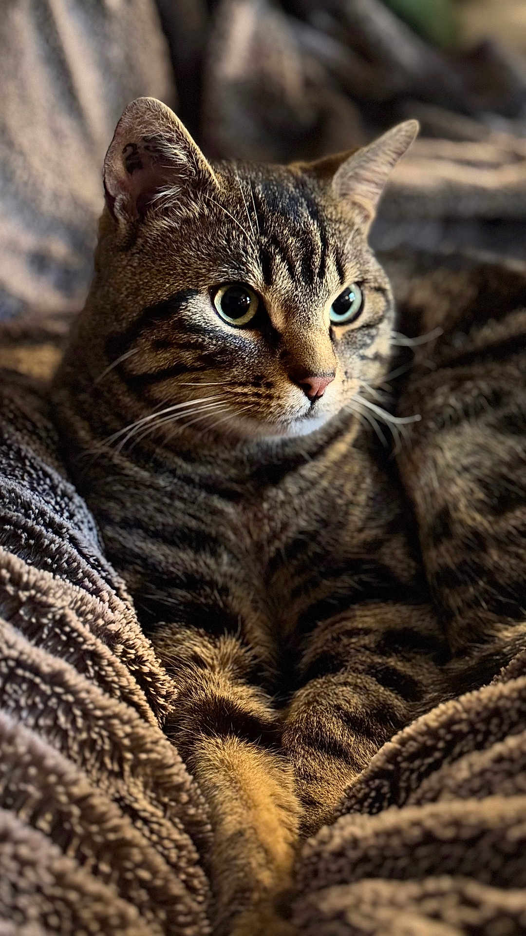 Ferdinand a rejoint le concours — aidez-le/la à gagner de superbes lots ! cat, tabby, pet, feline, animal, fur, whiskers, eyes, ears, paws, blanket, texture, cozy, indoor, resting, closeup, portrait, mammal, cute, relaxed