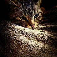 Ferdinand participe au concours pour gagner de l'argent avec cette photo : cat, tabby, animal, pet, fur, eyes, blanket, texture, cozy, resting, closeup, portrait, indoor, cute, warm, soft, sleepy, whiskers, ears, dark_background