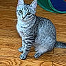cat, silver_tabby, indoor, wooden_floor, play_tunnel, curious, green_eyes, pet, animal, feline, sitting, looking_at_camera, striped_fur, whiskers, ears_up, domestic_cat, flooring, household, cute, young_cat