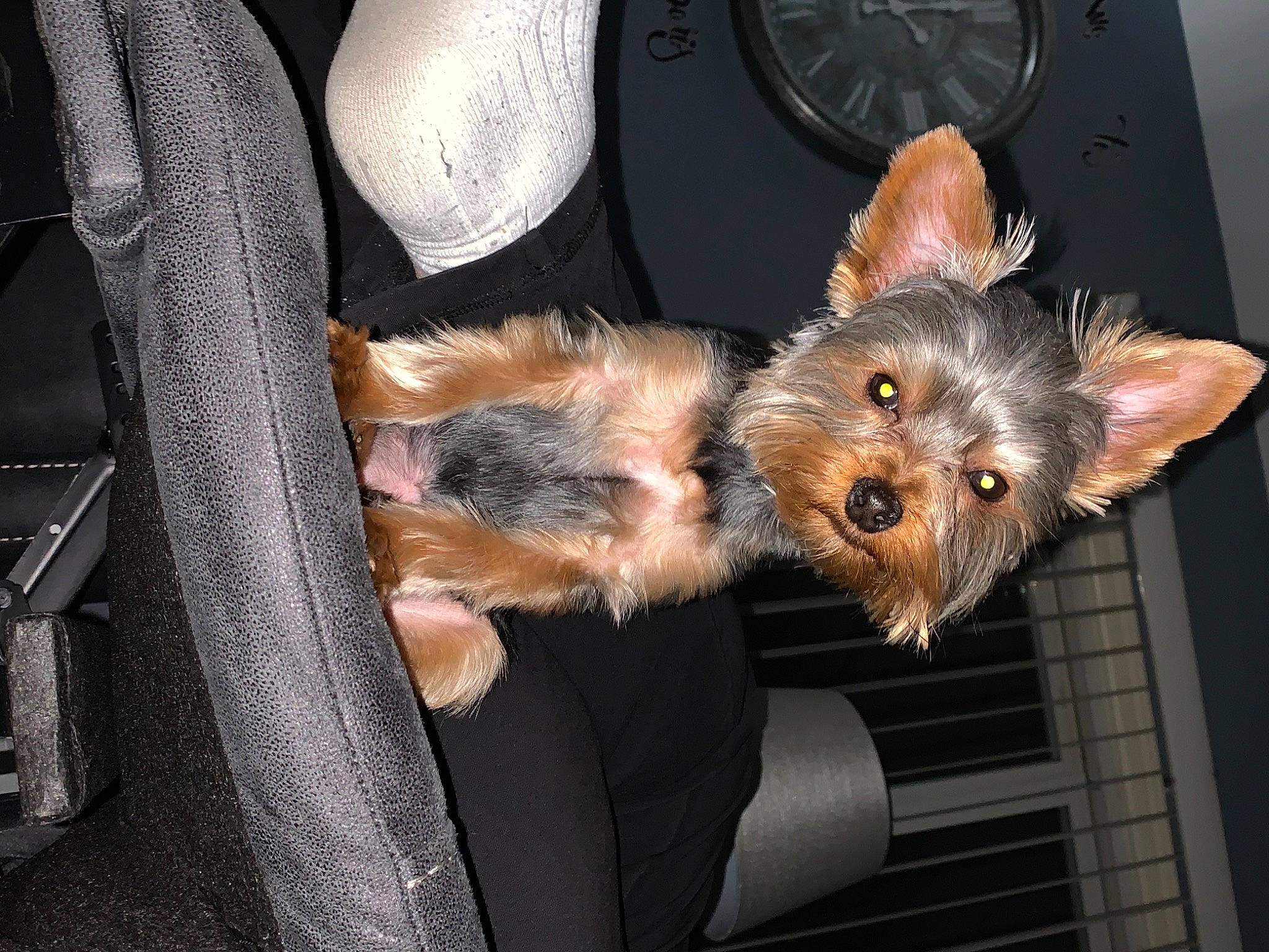 Jaxs is registered to the contest to win money with this photo: auto_part, automotive_tire, canidae, carnivore, companion_dog, dog_breed, fawn, fur, small_terrier, snout, sporting_group, terrestrial_animal, terrier, toy_dog, whiskers