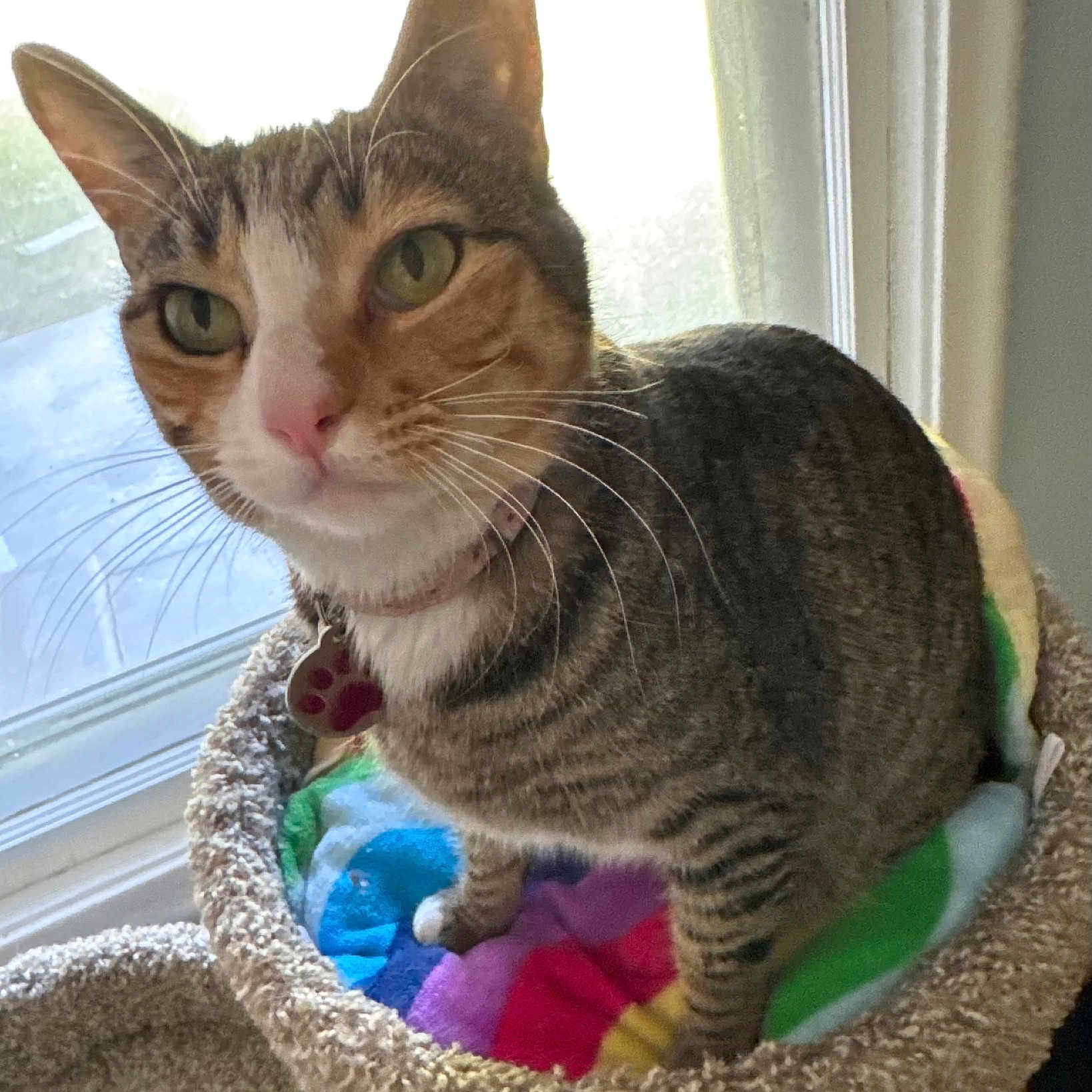 Fiona G joined the competition — help win amazing prizes! animal, cat, cat_bed, closeup, collar, colorful_blanket, cozy, curious, domestic_cat, feline, green_eyes, indoor, pet, pink_nose, soft_light, striped, tabby, tag, whiskers, window