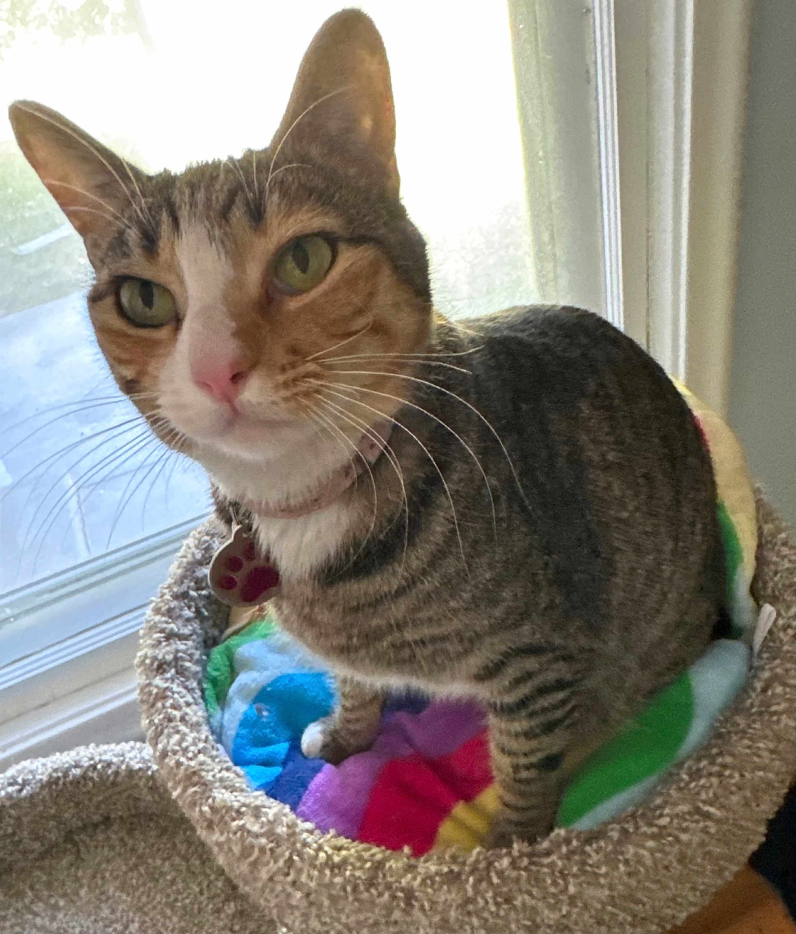 Fiona G joined the competition — help win amazing prizes! animal, cat, cat_bed, closeup, collar, colorful_blanket, cozy, curious, domestic_cat, feline, green_eyes, indoor, pet, pink_nose, soft_light, striped, tabby, tag, whiskers, window