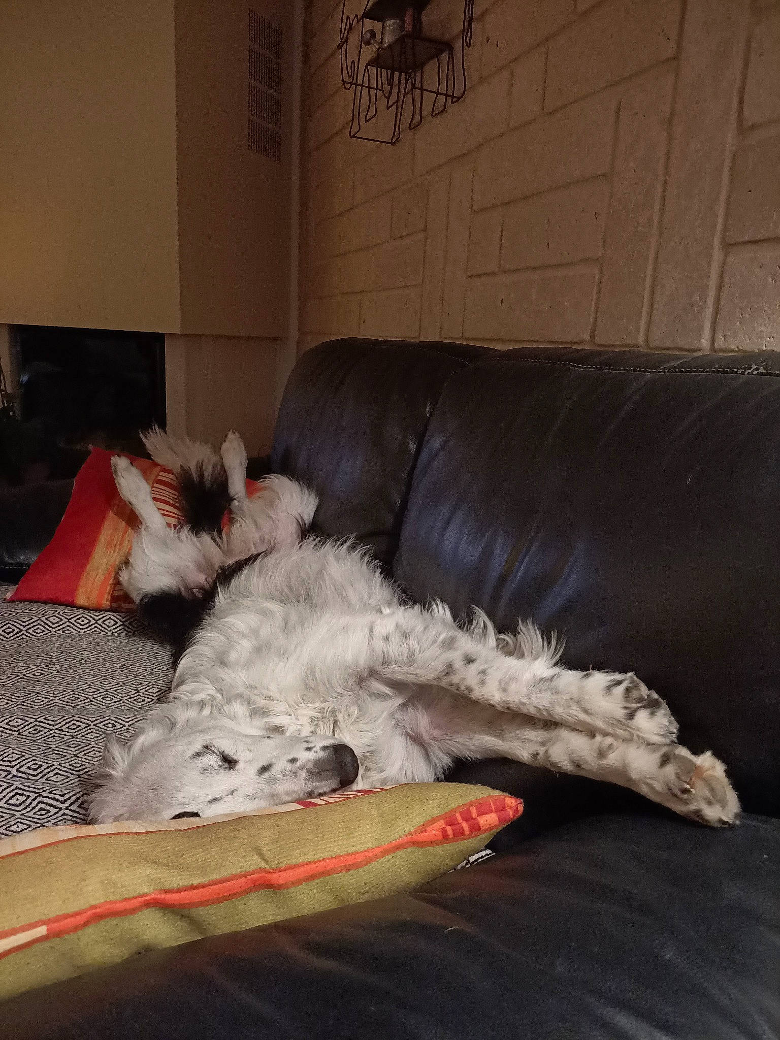 Jenny a rejoint le concours — aidez-le/la à gagner de superbes lots ! bedding, carnivore, comfort, companion_dog, couch, dog, dog_breed, felidae, flooring, fur, furniture, grey, linens, living_room, room, small_to_medium_sized_cats, sporting_group, studio_couch, terrier, toy_dog