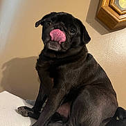 Shnikkie is registered to the contest to win money with this photo: animal, black_dog, companion, cute, cute_pet, dog, face, fur, home, indoor, mammal, paw, pet, pug, short_hair, sitting, tongue_out, wall, watch, wooden_clock