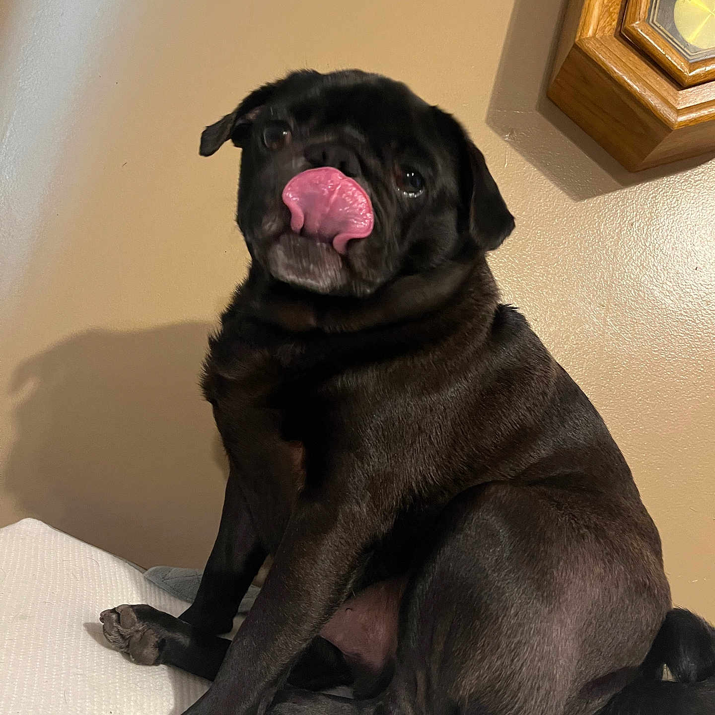 Shnikkie