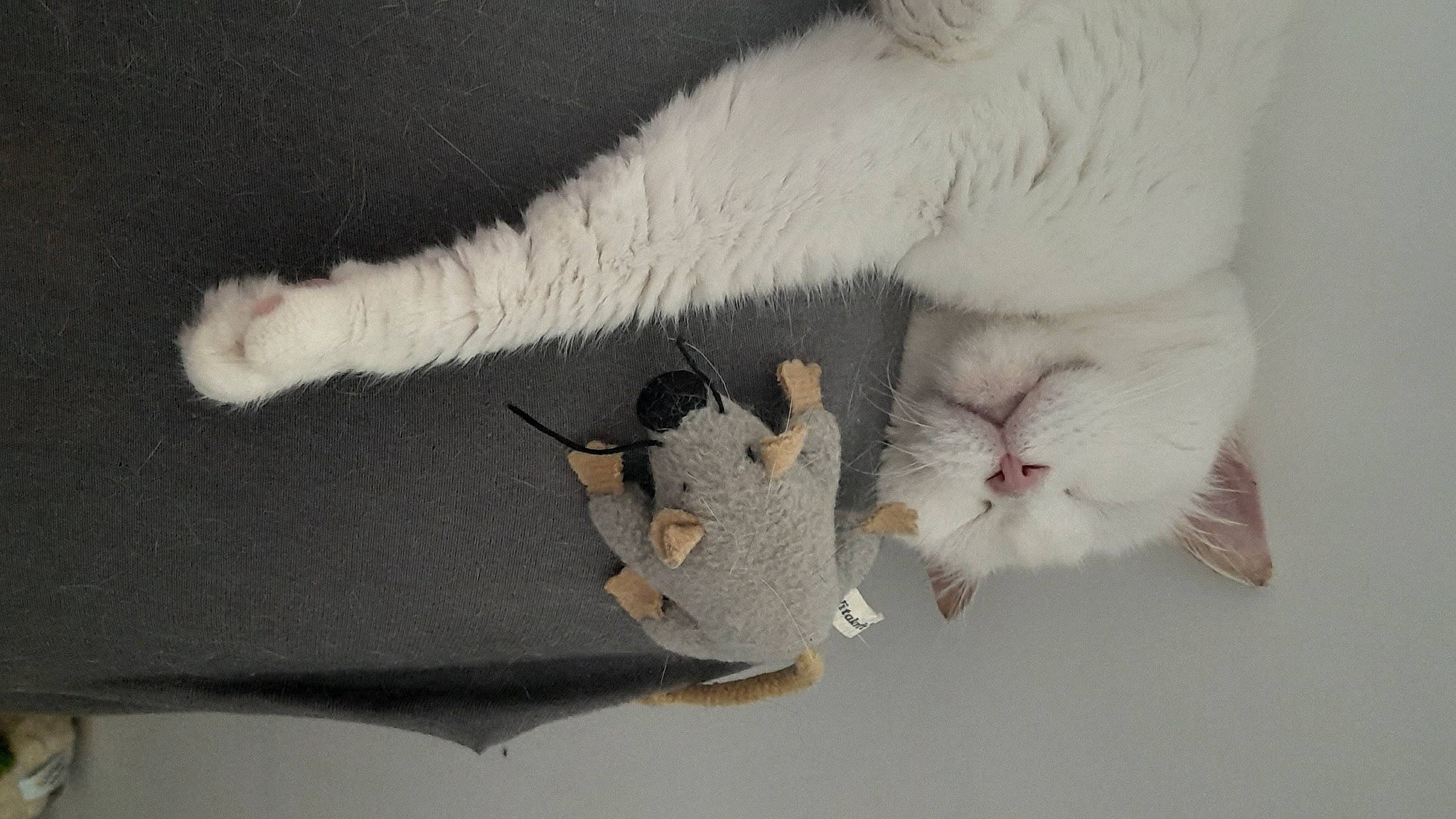 Clochette participe au concours pour gagner de l'argent avec cette photo : carnivore, cat, claw, domestic_short_haired_cat, fawn, felidae, fur, paw, small_to_medium_sized_cats, tail, whiskers