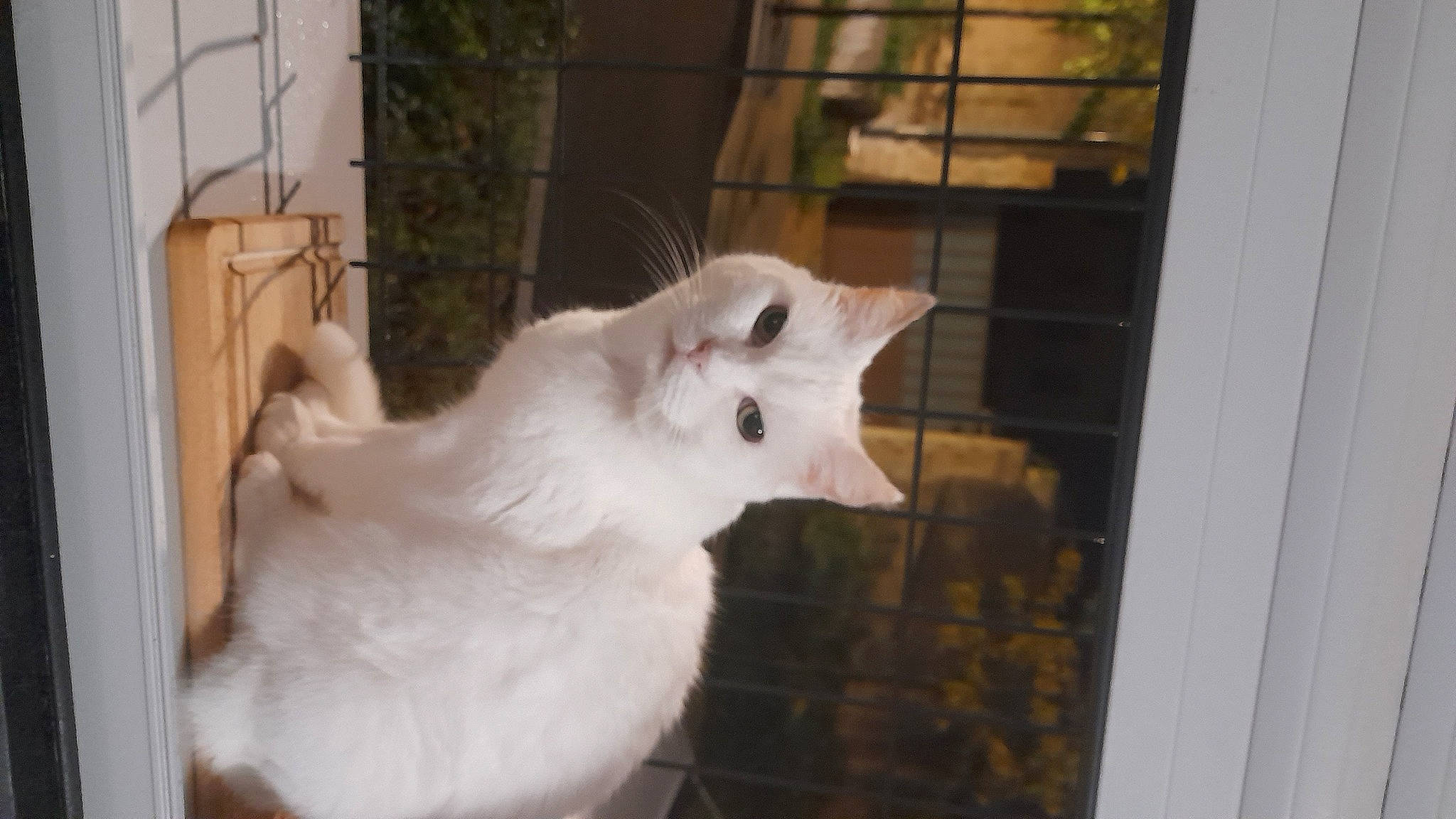 Clochette participe au concours pour gagner de l'argent avec cette photo : carnivore, cat, domestic_short_haired_cat, felidae, fur, small_to_medium_sized_cats, tail, terrestrial_animal, whiskers, wood