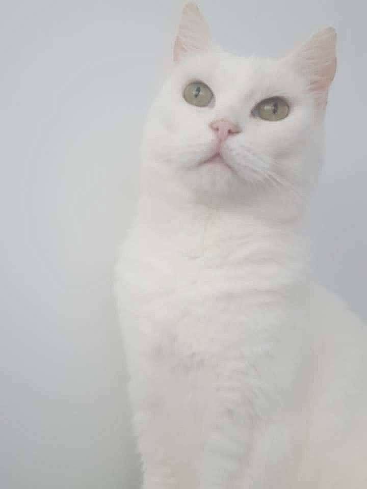 Clochette participe au concours pour gagner de l'argent avec cette photo : carnivore, cat, domestic_short_haired_cat, ear, felidae, fur, small_to_medium_sized_cats, snout, whiskers