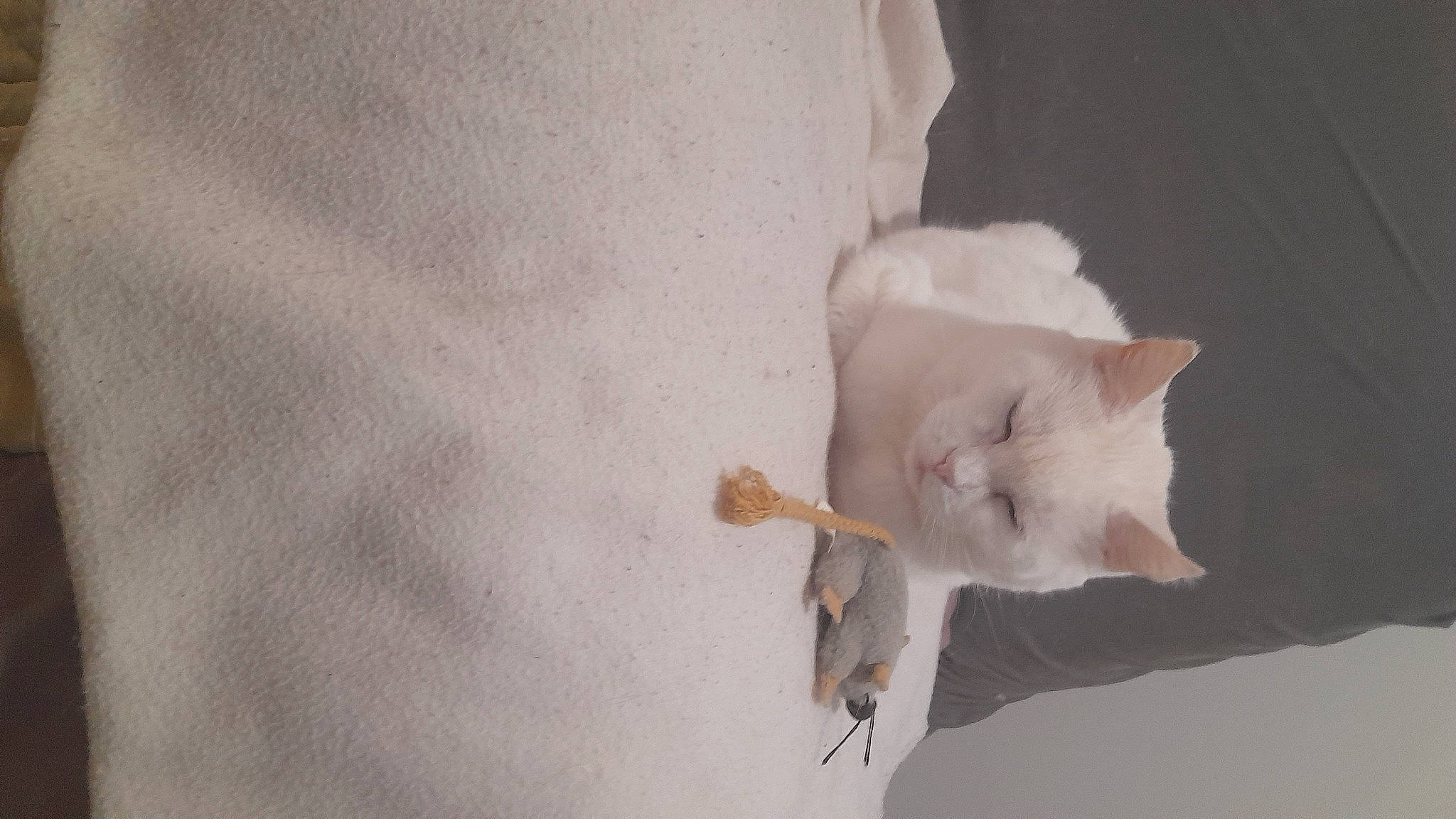 Clochette a rejoint le concours — aidez-le/la à gagner de superbes lots ! carnivore, cat, fawn, felidae, flower, flowering_plant, fur, linens, paper, peach, pedicel, petal, plant, rose, small_to_medium_sized_cats, tail, wood