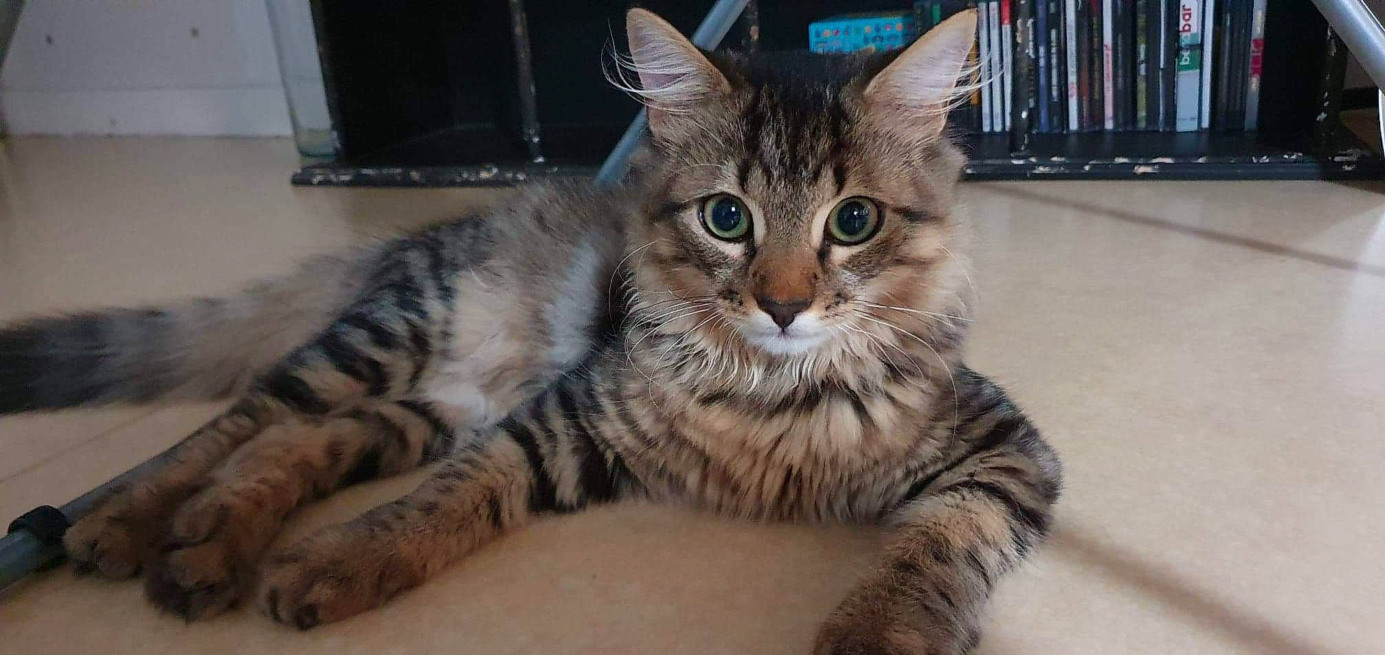 Régliss participe au concours pour gagner de l'argent avec cette photo : aegean_cat, american_shorthair, asian, australian_mist, california_spangled, carnivore, cat, domestic_short_haired_cat, dragon_li, european_shorthair, felidae, kitten, mammal, pixie_bob, siberian, small_to_medium_sized_cats, tabby_cat, toyger, vertebrate, whiskers