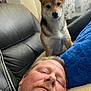 beard, casual, companion, couch, cozy, curious, curtains, dog, face, furniture, home, indoor, light, man, pet, pillow, portrait, relaxed, resting, shiba_inu