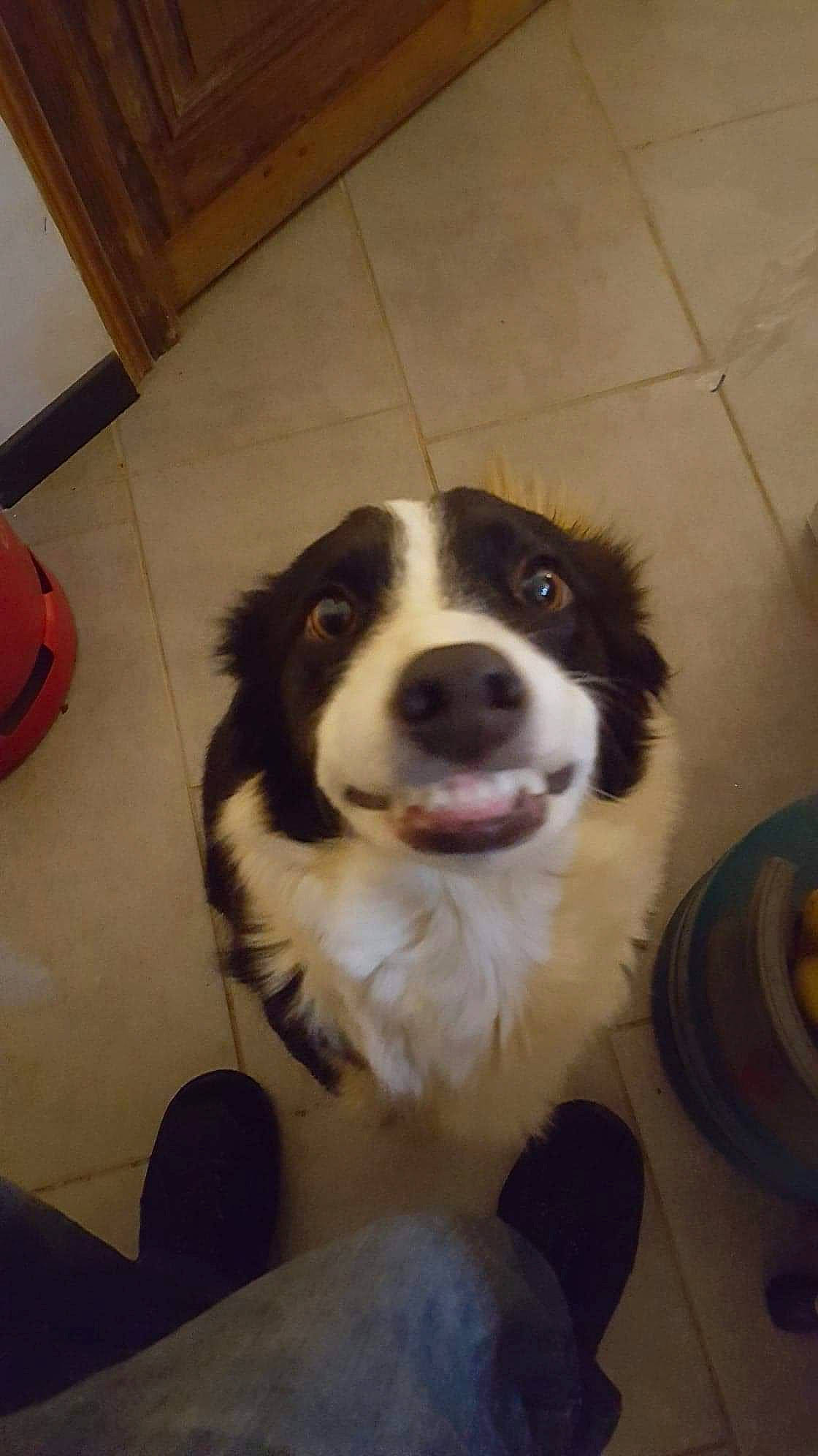 Galice a rejoint le concours — aidez-le/la à gagner de superbes lots ! border_collie, canidae, carnivore, companion_dog, dog, dog_breed, drentse_patrijshond, english_springer_spaniel, kooikerhondje, mammal, mucuchies, nose, rare_breed_dog, spaniel, sporting_group, vertebrate