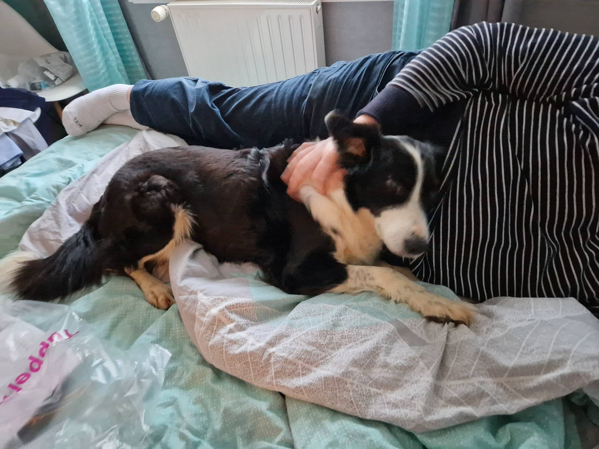 Galice a rejoint le concours — aidez-le/la à gagner de superbes lots ! bored, canidae, carnivore, chilean_fox_terrier, comfort, companion_dog, couch, dog, dog_breed, dog_supply, fur, linens, nap, puppy, sporting_group, toy_dog, working_animal