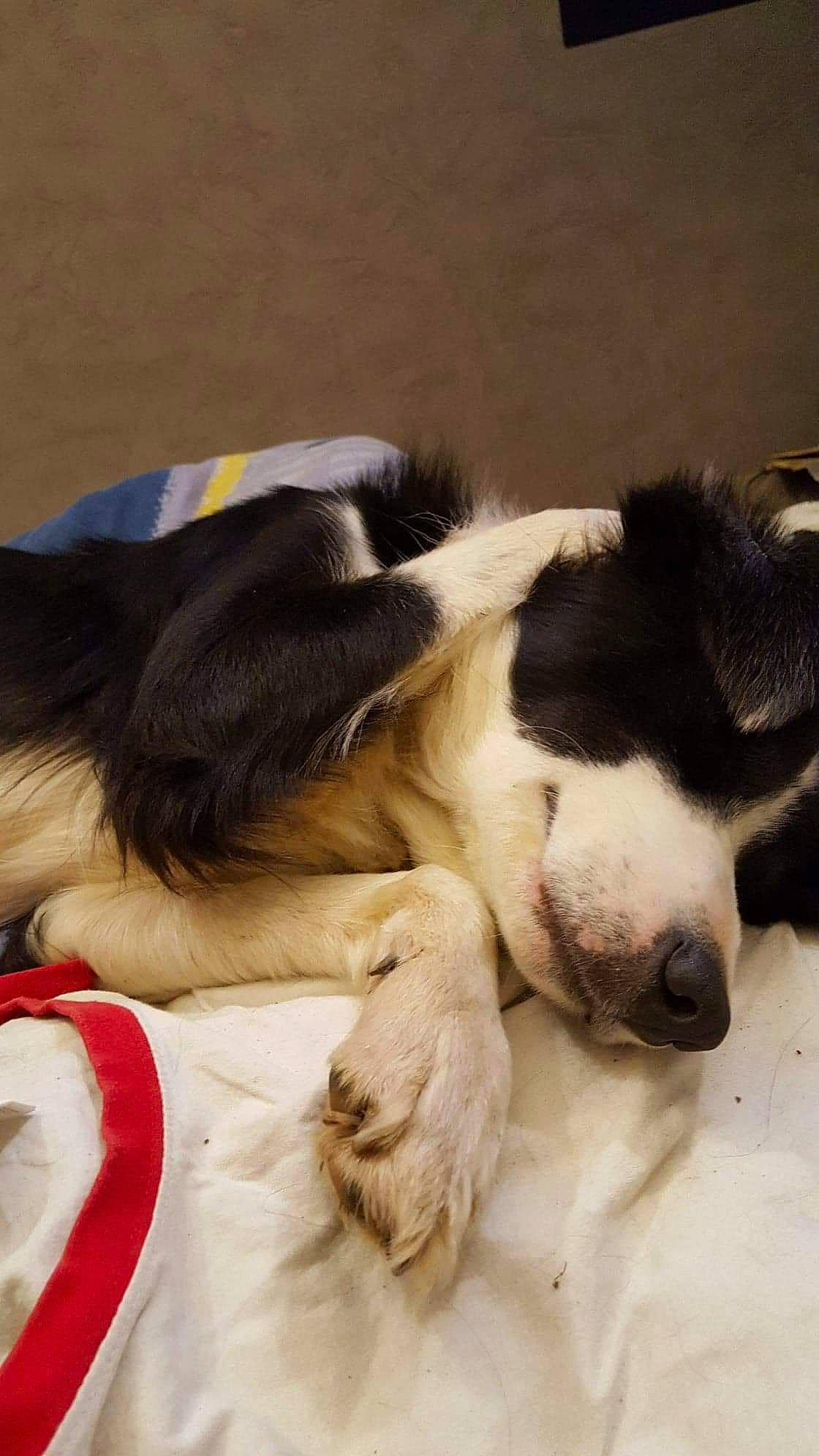 Galice a rejoint le concours — aidez-le/la à gagner de superbes lots ! border_collie, canidae, carnivore, companion_dog, dog, dog_breed, english_springer_spaniel, mammal, nap, puppy, snout, spaniel, sporting_group, stabyhoun, vertebrate