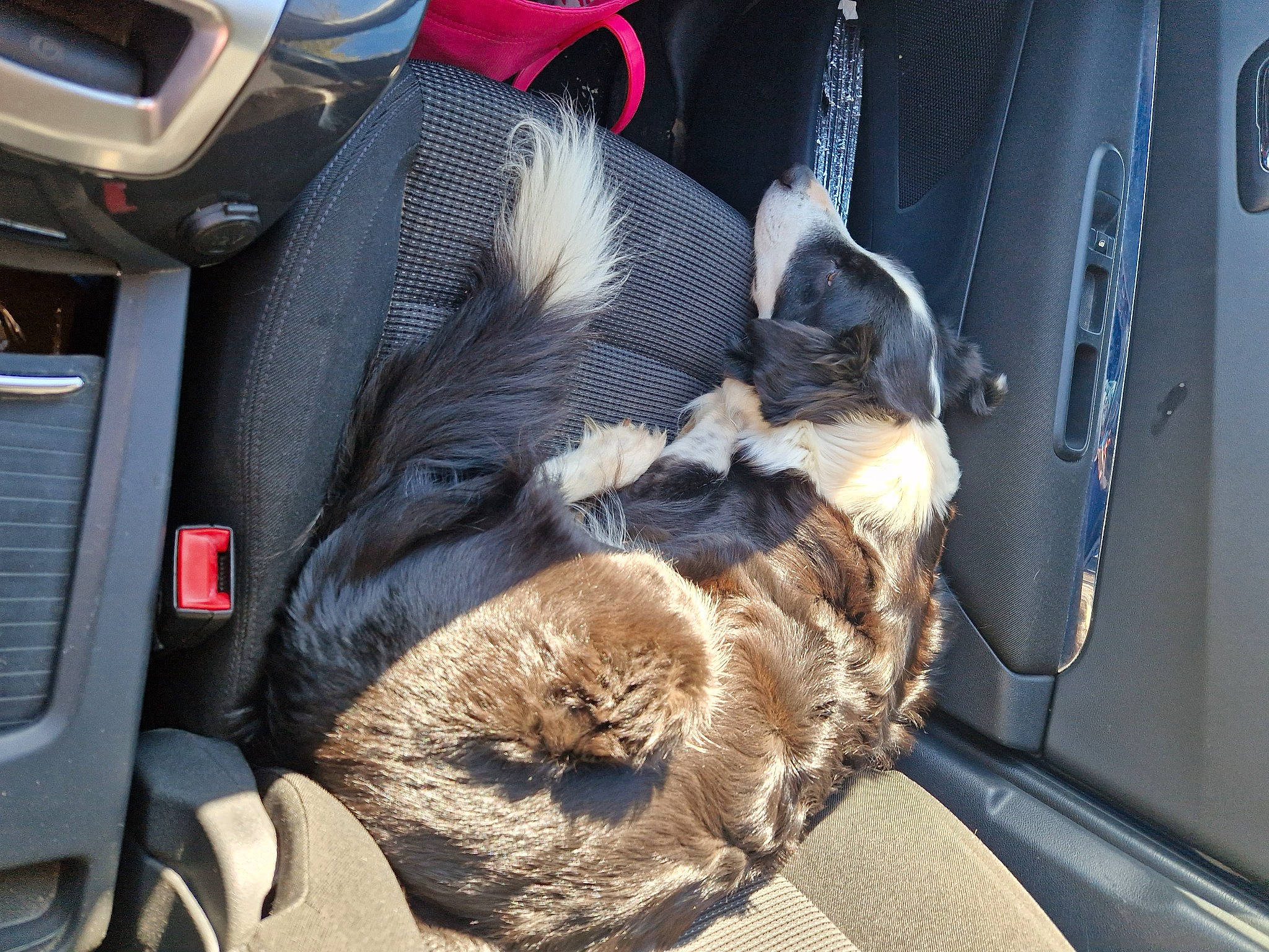 Galice a rejoint le concours — aidez-le/la à gagner de superbes lots ! auto_part, automotive_design, automotive_exterior, automotive_tire, bag, car, car_seat, car_seat_cover, carnivore, cat, comfort, family_car, felidae, luggage_and_bags, motor_vehicle, personal_luxury_car, steering_wheel, trunk, vehicle, vehicle_door