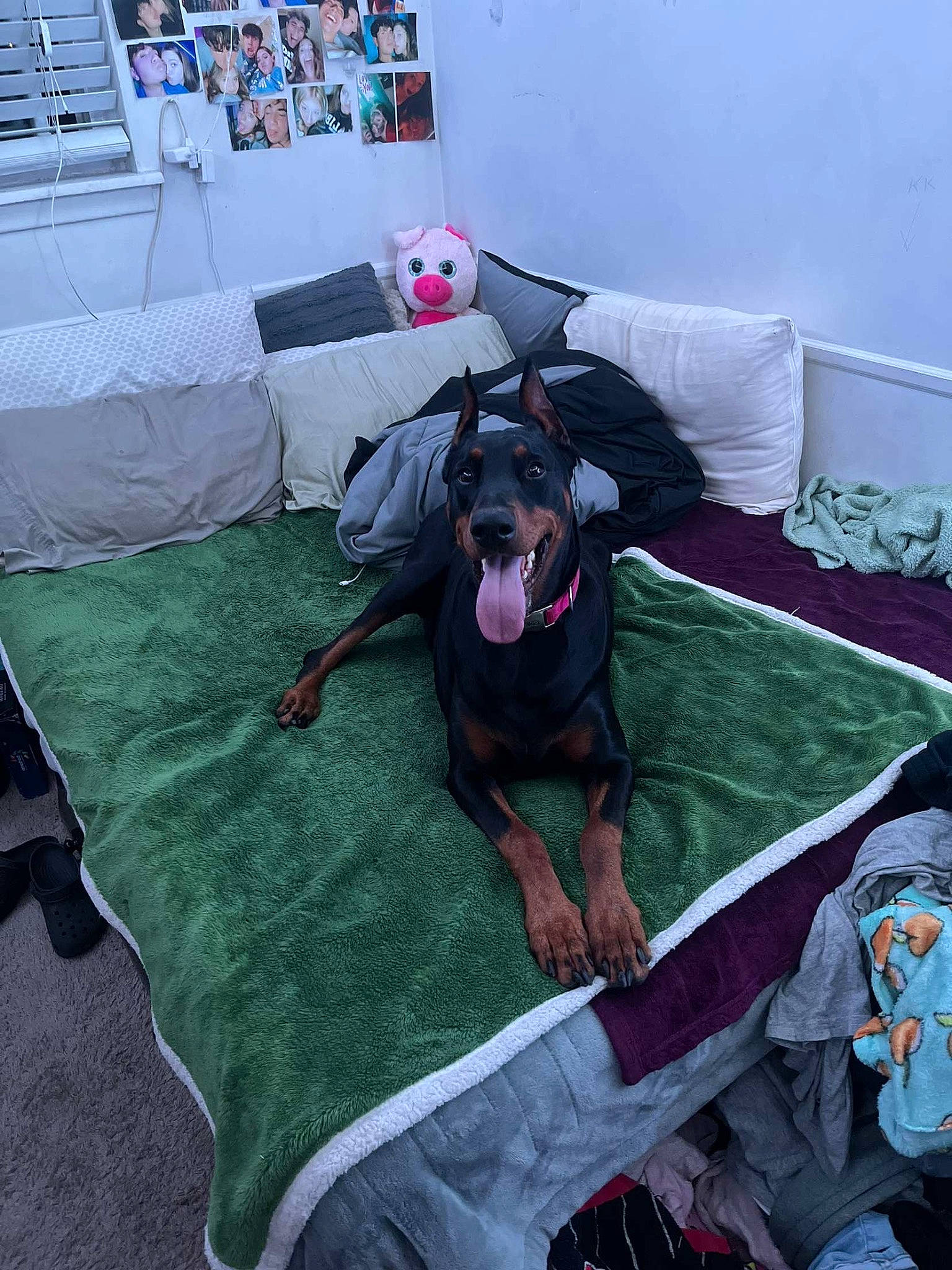 Bella is registered to the contest to win money with this photo: bed, bed_sheet, bedding, canidae, carnivore, comfort, companion_dog, dog, dog_breed, dog_supply, flooring, grass, guard_dog, leisure, linens, purple, room, sporting_group, toy_dog, working_animal