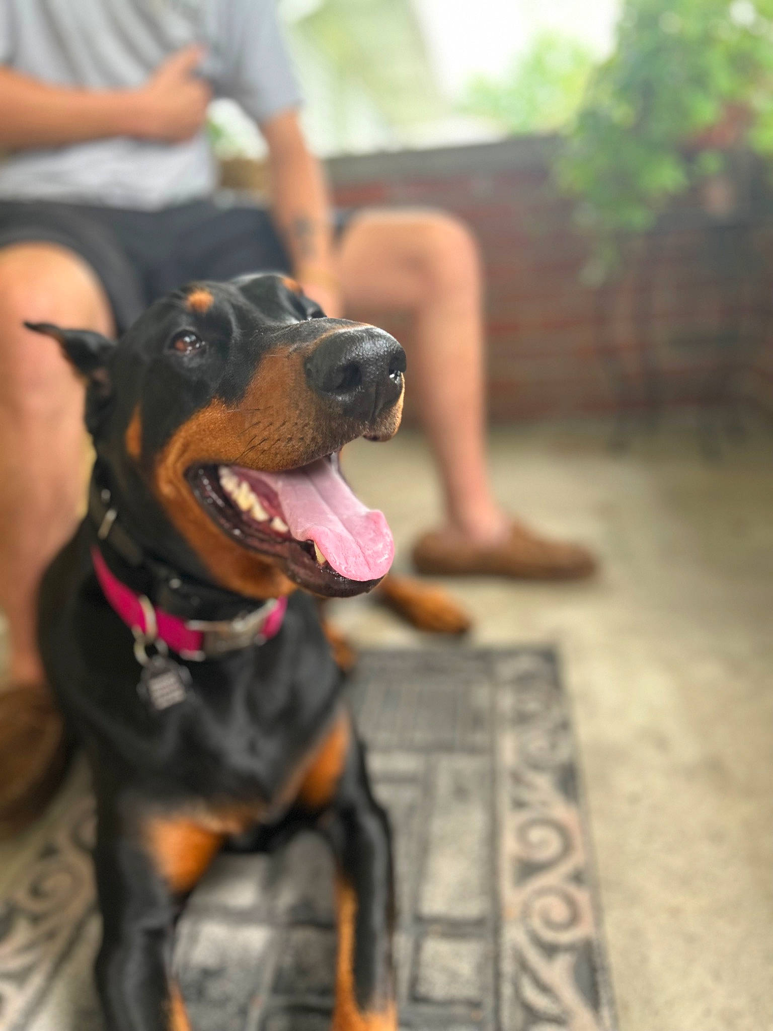 Bella joined the competition — help win amazing prizes! canidae, carnivore, collar, companion_dog, dog, dog_breed, dog_collar, fawn, flooring, grass, guard_dog, happy, leash, plant, shorts, snout, sporting_group, whiskers, working_animal, working_dog