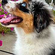 Anakin a rejoint le concours — aidez-le/la à gagner de superbes lots ! animal, blue_eyes, canine, close_up, cute, dog, fence, flower, fluffy, fur, happy, nature, outdoor, pet, pink_flower, portrait, puppy, side_profile, sunlight, tongue_out