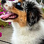 animal, blue_eyes, canine, close_up, cute, dog, fence, flower, fluffy, fur, happy, nature, outdoor, pet, pink_flower, portrait, puppy, side_profile, sunlight, tongue_out