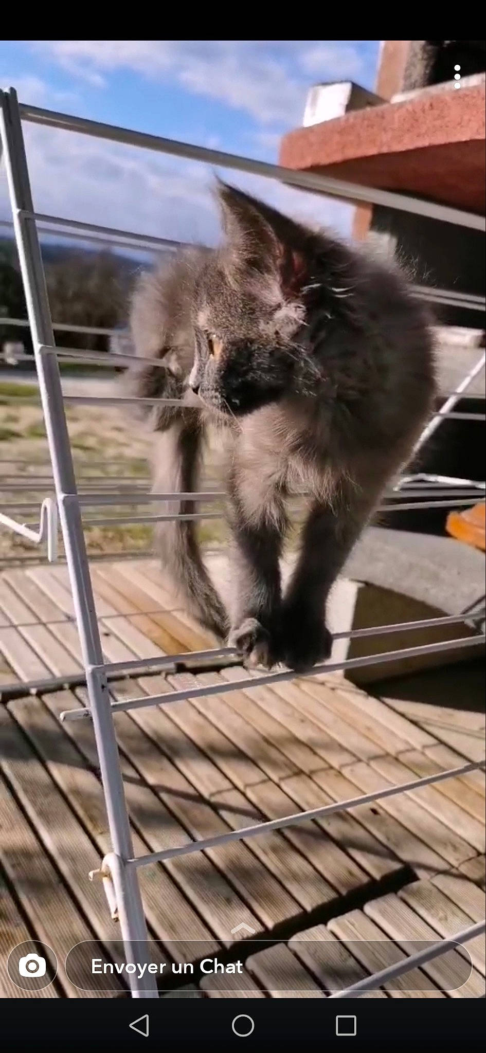 Zazou participe au concours pour gagner de l'argent avec cette photo : british_longhair, carnivore, cat, claw, domestic_short_haired_cat, fawn, felidae, fur, mesh, metal, monochrome_photography, paw, pet_supply, sand, small_to_medium_sized_cats, snout, tail, whiskers, window, wood