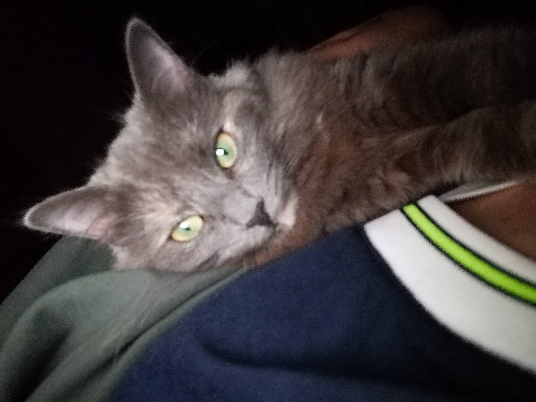 Zazou participe au concours pour gagner de l'argent avec cette photo : carnivore, cat, domestic_short_haired_cat, ear, felidae, fur, grey, russian_blue, small_to_medium_sized_cats, snout, whiskers