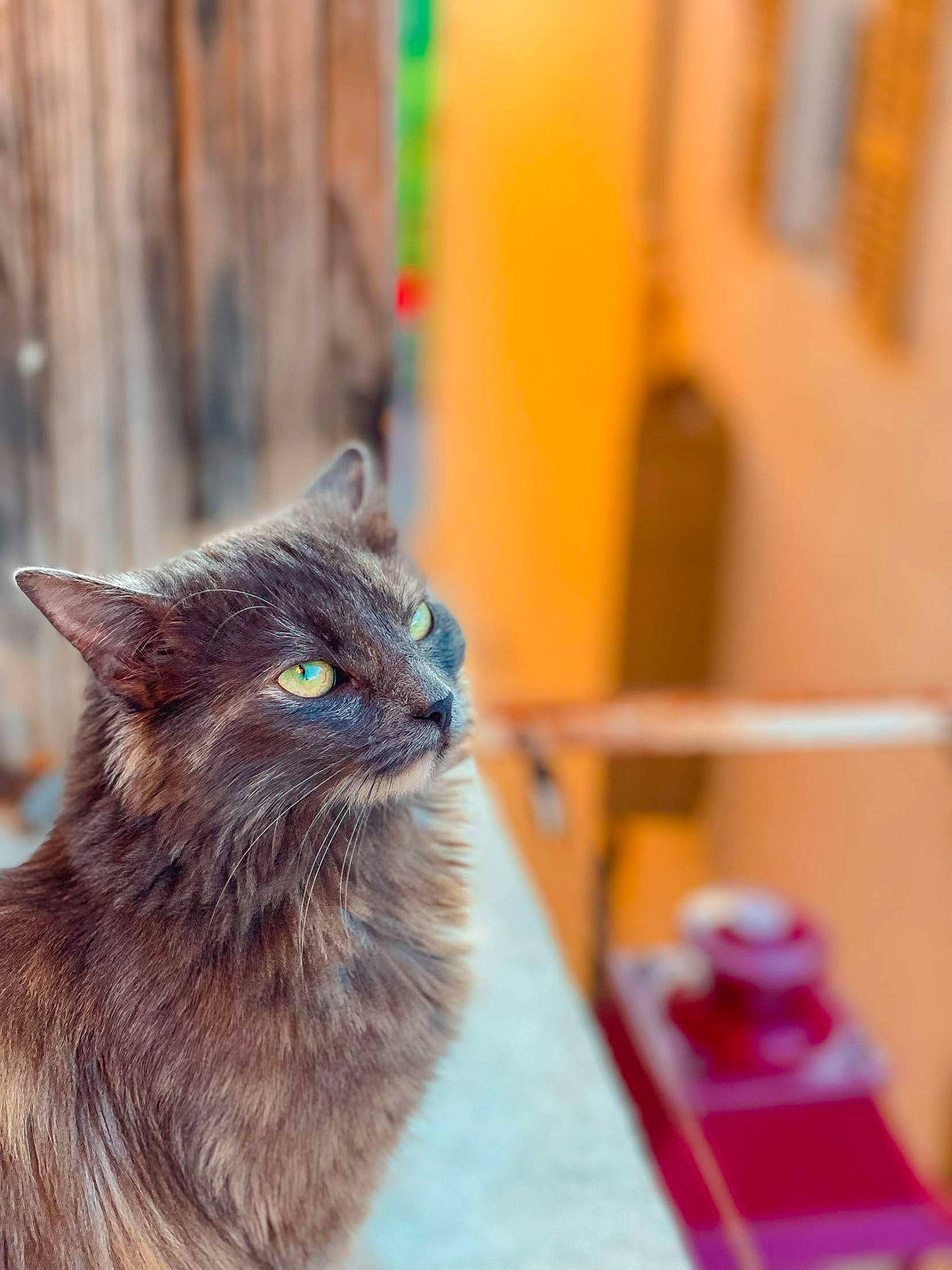 Zazou participe au concours pour gagner de l'argent avec cette photo : black_cat, carnivore, cat, domestic_short_haired_cat, fawn, felidae, flooring, fur, grass, sitting, small_to_medium_sized_cats, snout, tail, terrestrial_animal, tree, whiskers, window, wood
