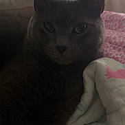 Charlie joined the competition — help win amazing prizes! cat, gray_cat, pet, animal, indoor, bed, blanket, pillow, soft, cozy, feline, resting, closeup, domestic_animal, fur, whiskers, ears, eyes, sleepy, relaxed